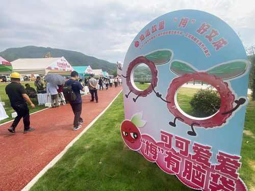 溫州高山楊梅采摘游線路公布,請收好